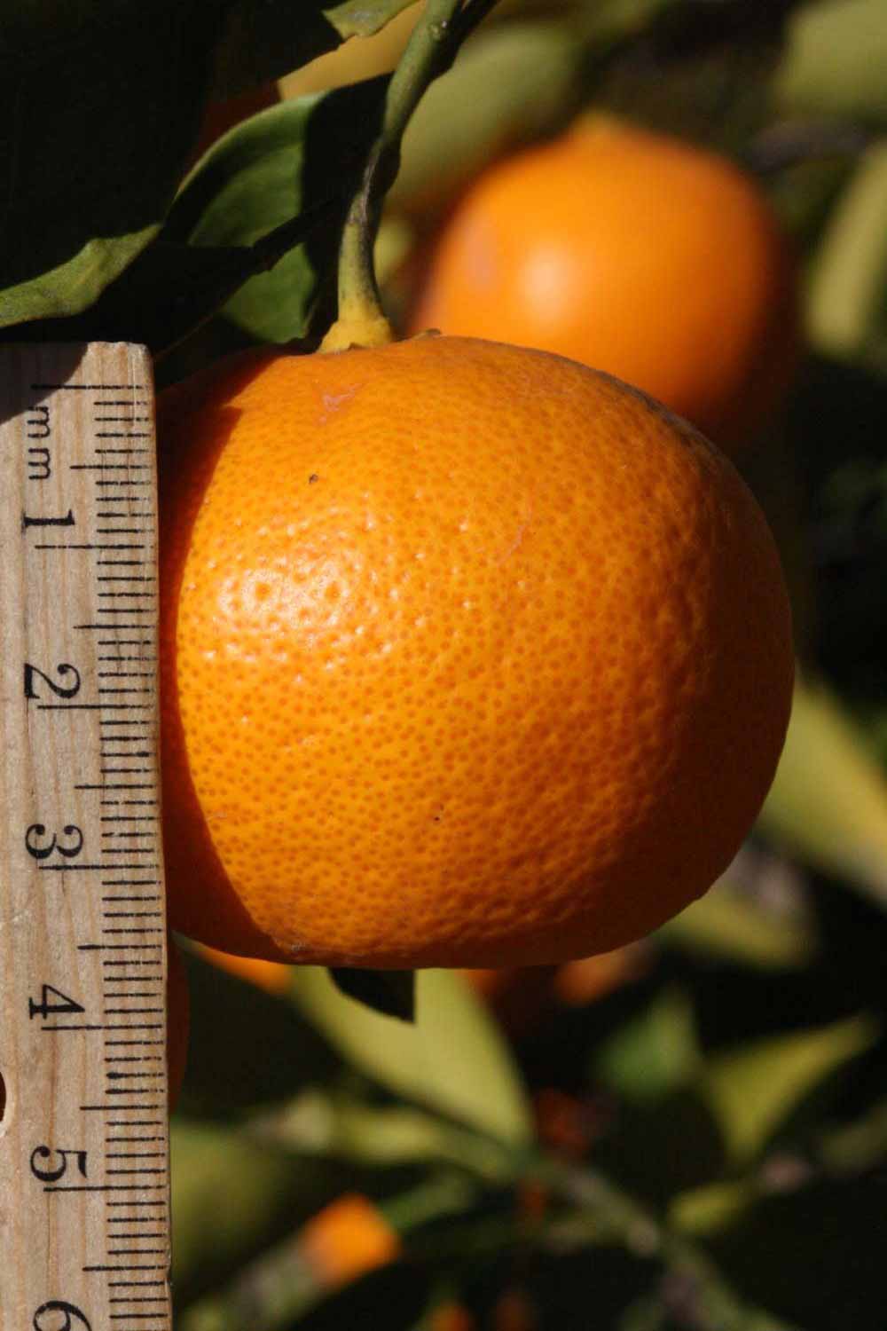              Fruit (Riverside, CA)       